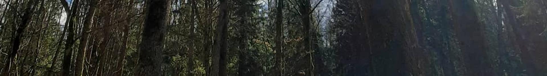 forest 7
